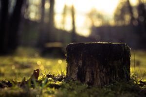 stump removal Montgomery county pa
